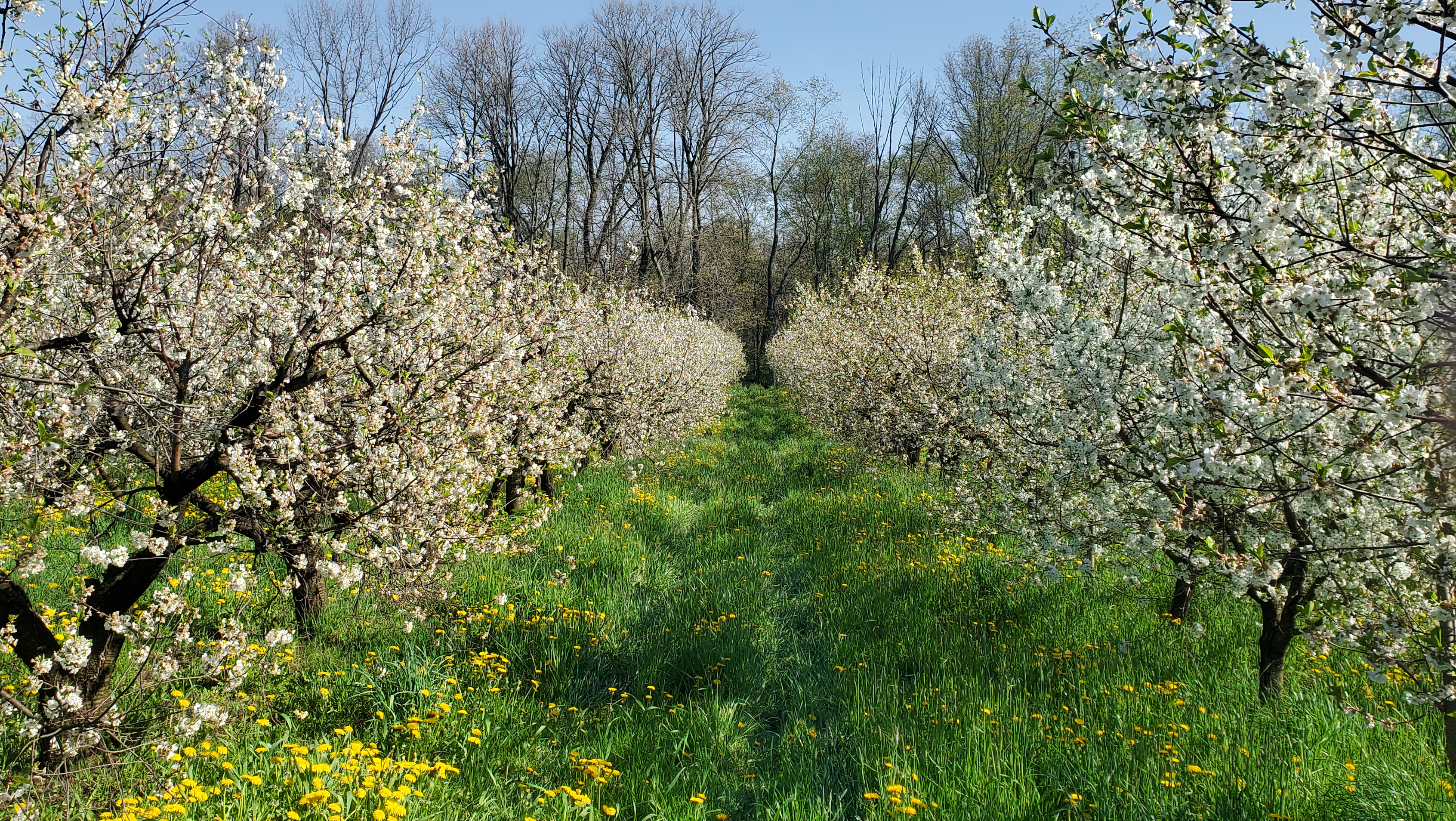 Tart cherries are in full bloom. 